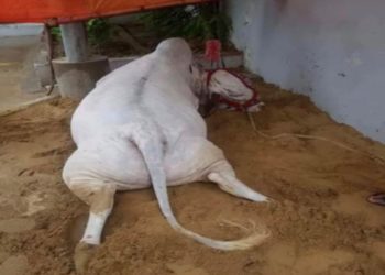 Qurbani cow died due to Electrical Shock