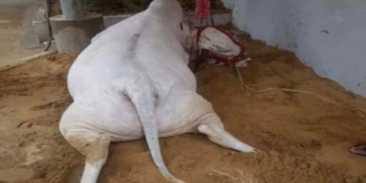 Qurbani cow died due to Electrical Shock