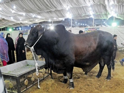 Sohrab Goth Gai Cow Mandi 2019 3