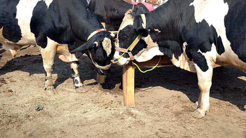 eid ul azha
