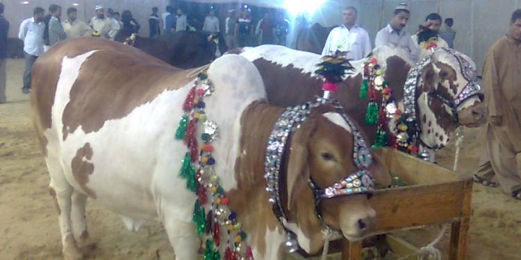cow mandi karachi sohrab goth karachi