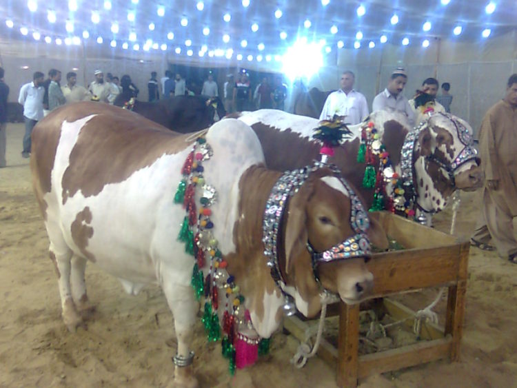 cow mandi karachi sohrab goth karachi
