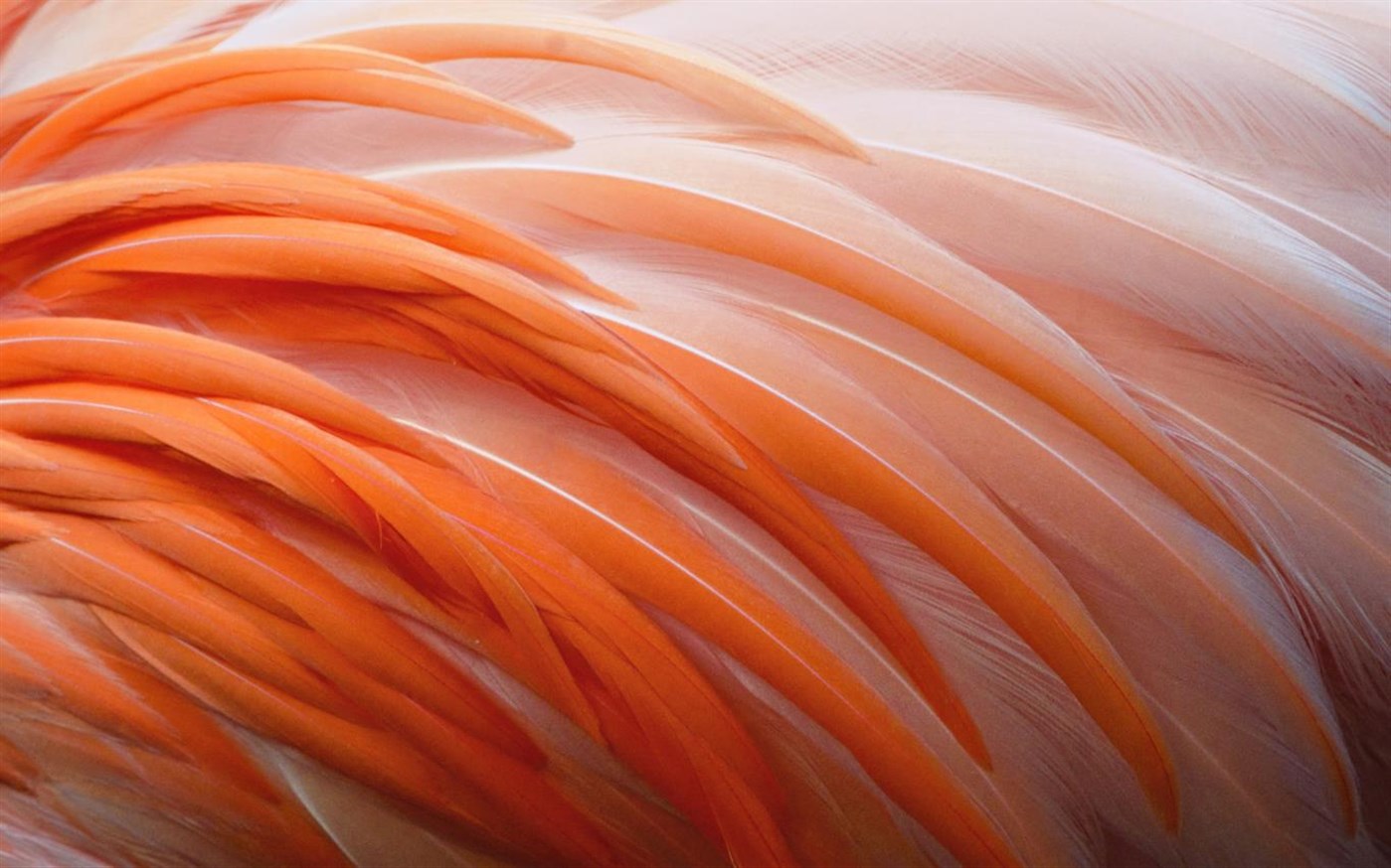 Microsoft Windows 10 Users Download amazing new Feathers theme