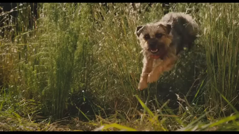 Will Ferrell in Strays (2023)