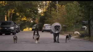 Strays - Gallery image 12