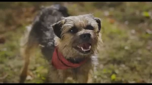 Strays - Gallery image 1