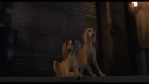 Strays - Gallery image 6