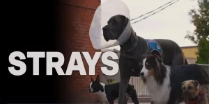 Strays